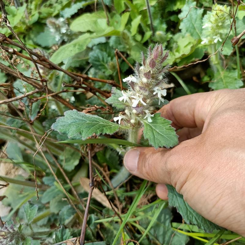 白毛夏枯草金疮小草雪里青白头翁草