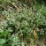 白毛夏枯草金疮小草雪里青白头翁草