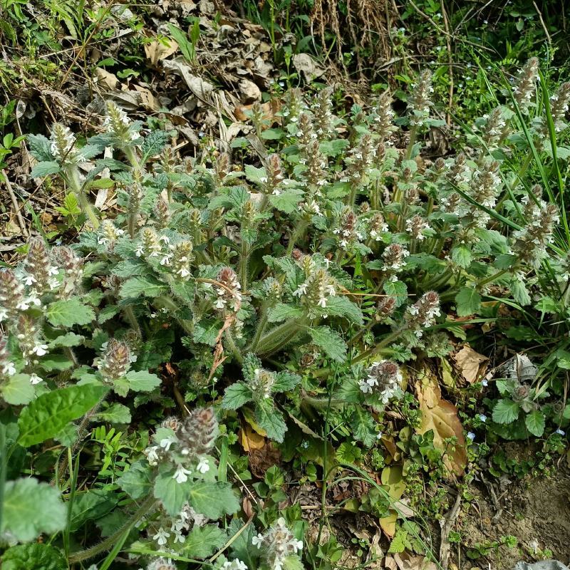 白毛夏枯草金疮小草雪里青白头翁草