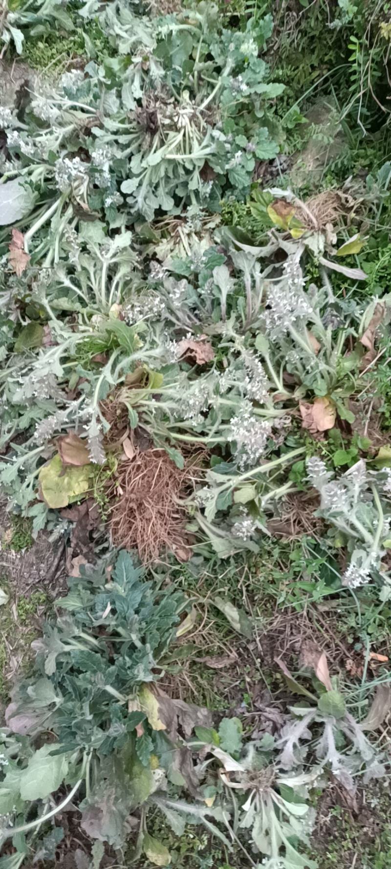 白毛夏枯草金疮小草雪里青白头翁草