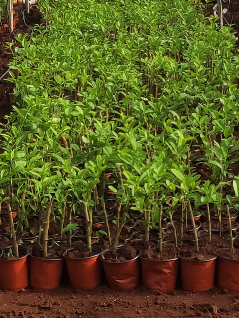 正宗广东香水柠檬苗8年老树现挖现发规格齐全提供技术