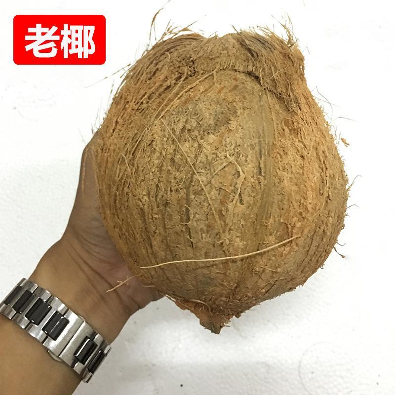 椰子海南毛椰9个装包邮，厂家供应天天发货