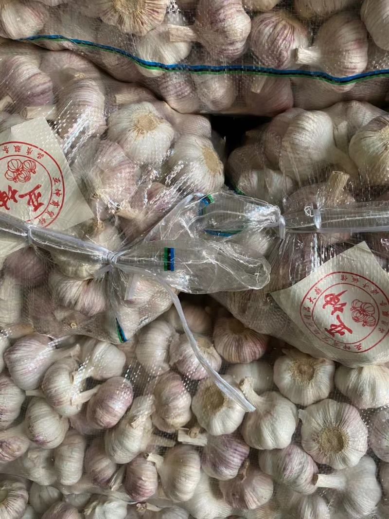 江苏精品大蒜邳州净蒜规格齐全质优价廉产地直销欢迎选购