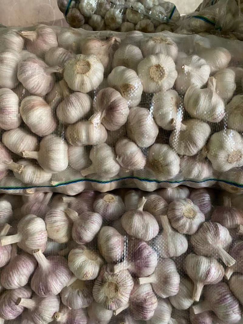 江苏精品大蒜邳州净蒜规格齐全质优价廉产地直销欢迎选购