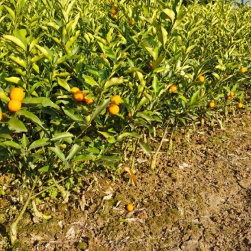 脆皮金桔苗，滑皮金桔，脆蜜金柑苗，一二代，三代金桔🍊苗