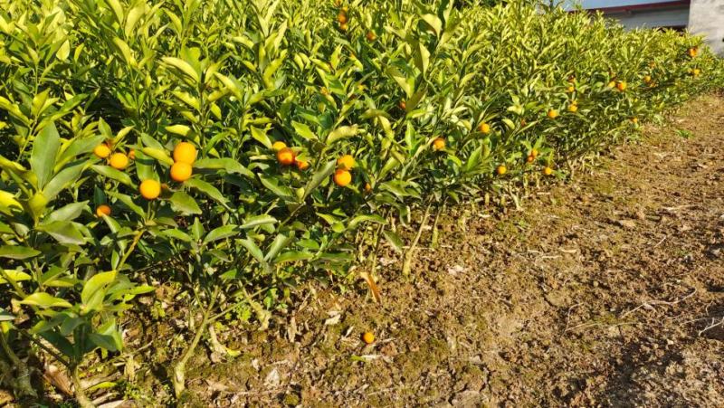 脆皮金桔苗，滑皮金桔，脆蜜金柑苗，一二代，三代金桔🍊苗