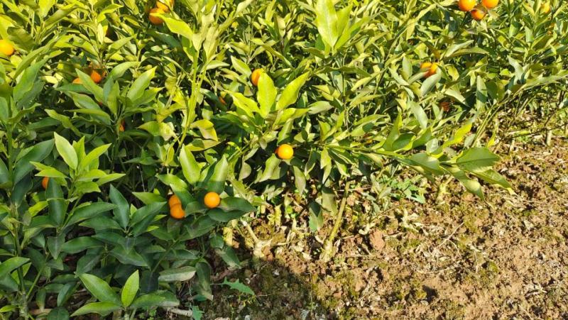 脆皮金桔苗，滑皮金桔，脆蜜金柑苗，一二代，三代金桔🍊苗