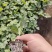 西瓜苗，高糖王子，麒麟，美都，8424，甜王，嫁接西瓜苗