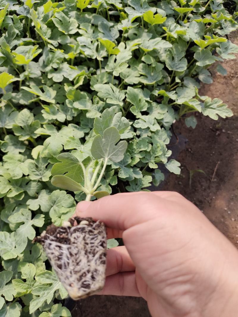 西瓜苗，高糖王子，麒麟，美都，8424，甜王，嫁接西瓜苗