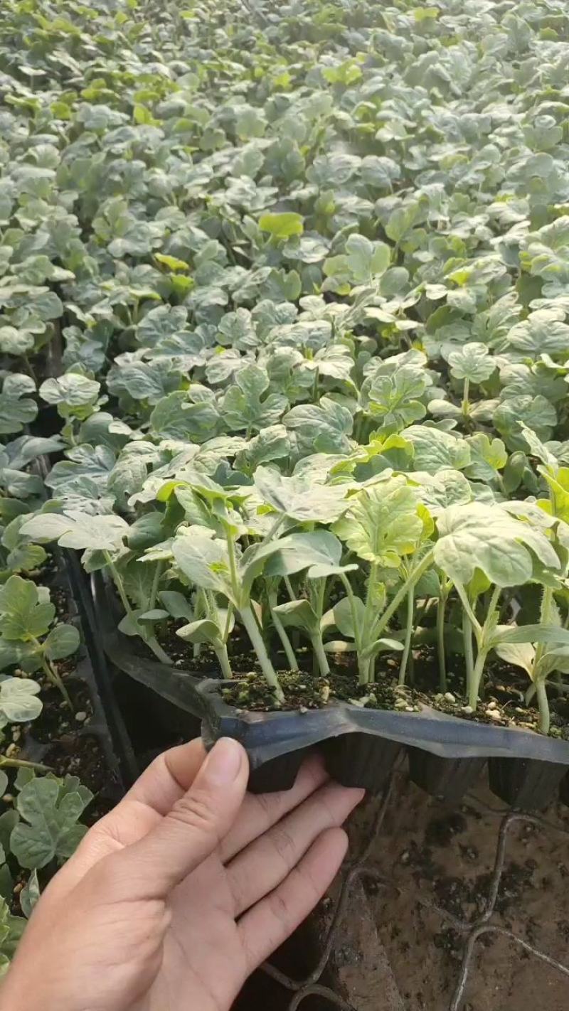 西瓜苗，高糖王子，麒麟，美都，8424，甜王，嫁接西瓜苗