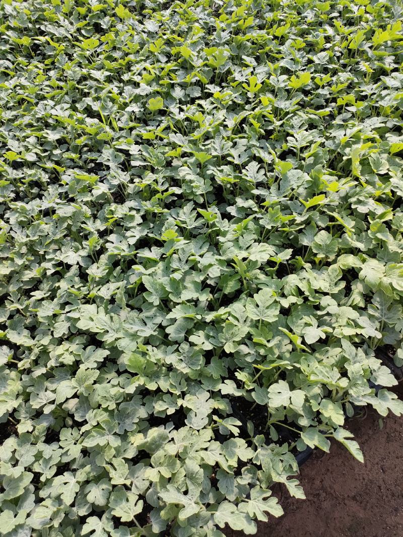 西瓜苗，高糖王子，麒麟，美都，8424，甜王，嫁接西瓜苗