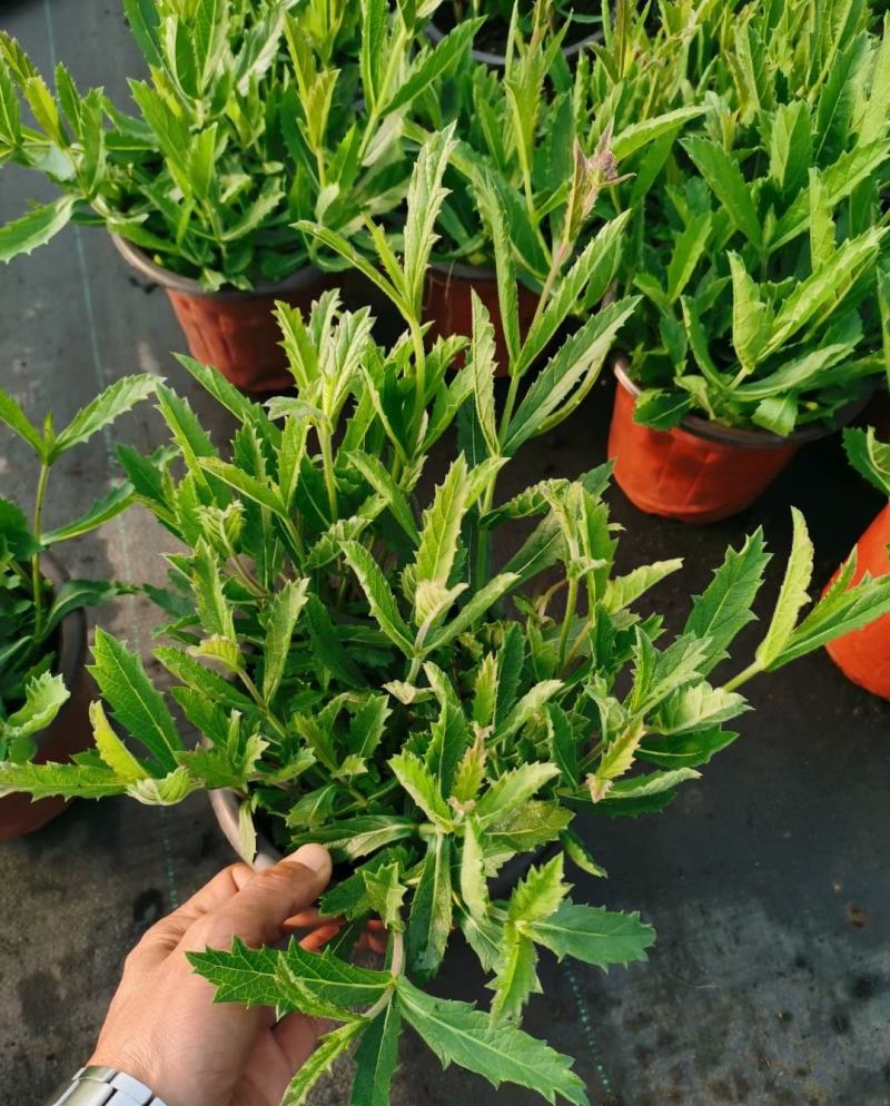 花海植物桑托斯马鞭草柳叶马鞭草欢迎老板采购交流！