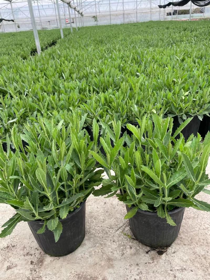 花海植物桑托斯马鞭草柳叶马鞭草欢迎老板采购交流！