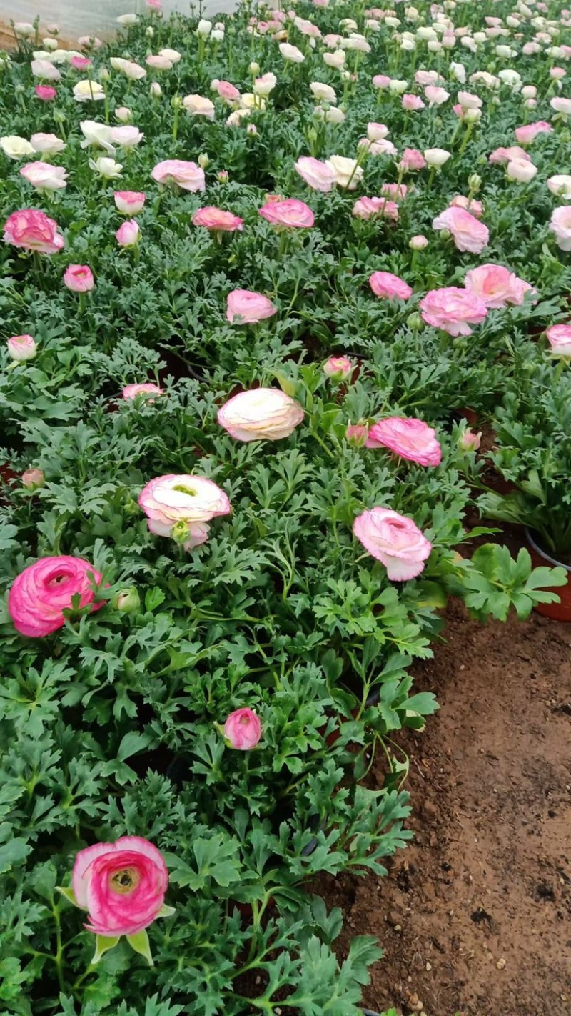 芹叶牡丹，精品芹叶牡丹，基地直发，大量供应