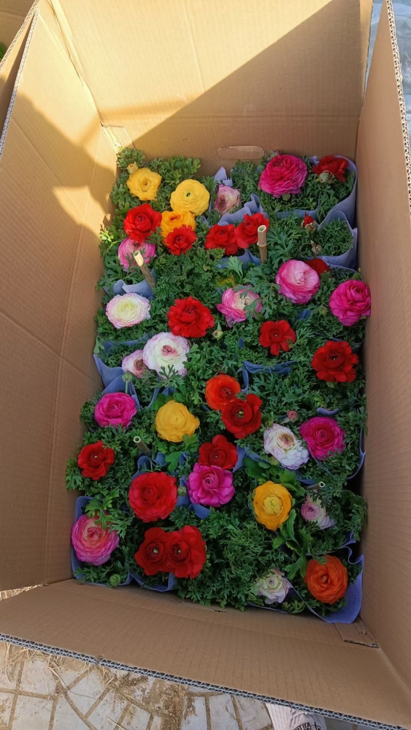 芹叶牡丹，精品芹叶牡丹，基地直发，大量供应