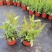 花海植物桑托斯马鞭草柳叶马鞭草欢迎老板采购交流！