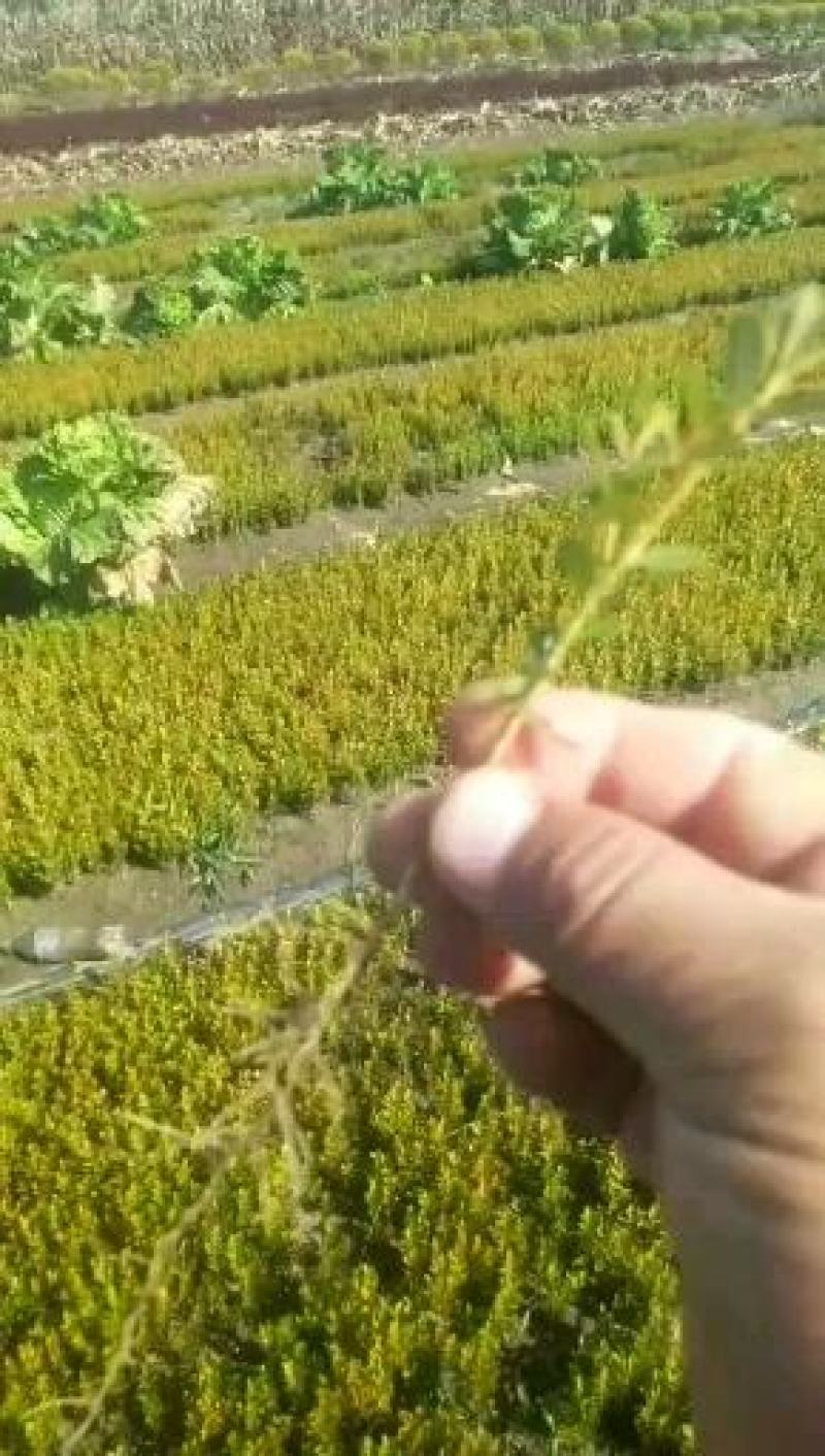 东北小叶黄杨，耐寒苗木陈革苗圃直销，高10公分左右