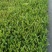 花海植物桑托斯马鞭草柳叶马鞭草欢迎老板采购交流！