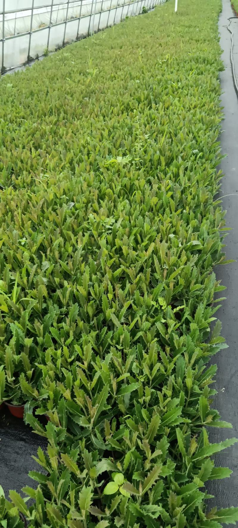 花海植物桑托斯马鞭草柳叶马鞭草欢迎老板采购交流！