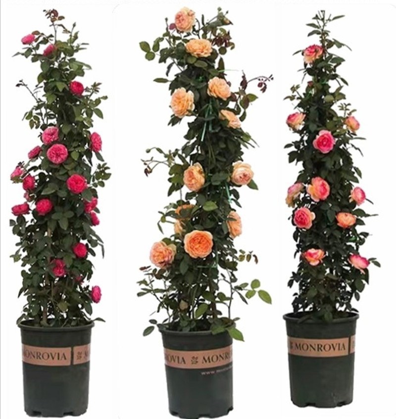 藤本月季苗，爬藤月季苗，藤本月季花苗品种多