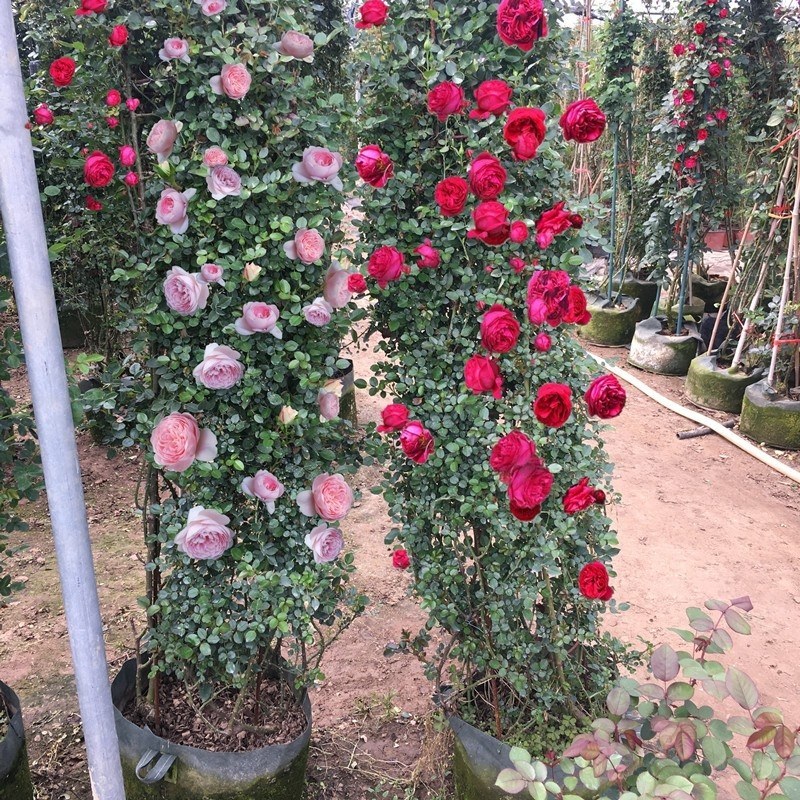 藤本月季苗，爬藤月季苗，藤本月季花苗品种多
