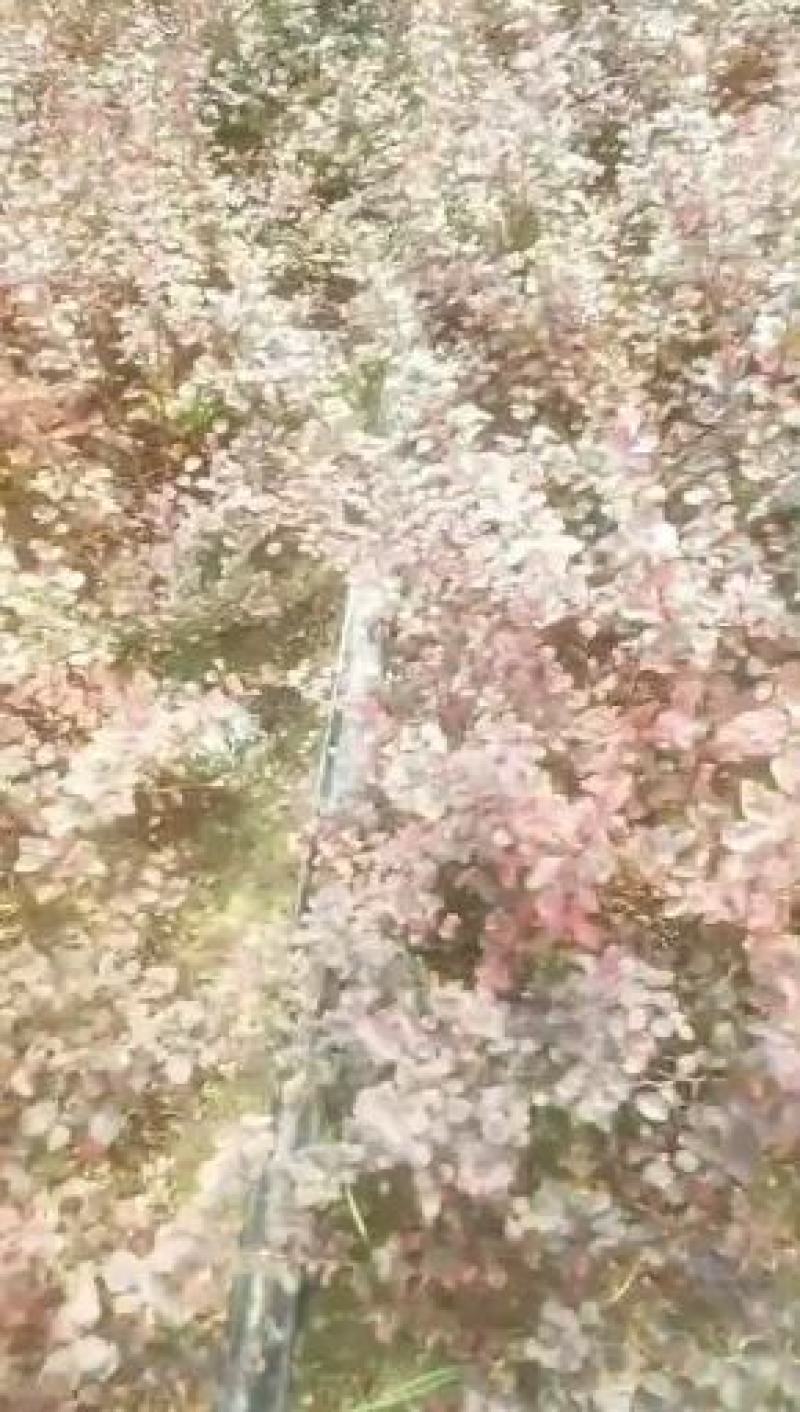东北耐寒苗木，紫叶小檗小苗，秋季出售中，量大价格优惠！