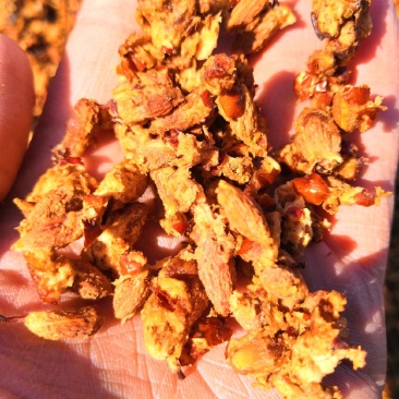 产地厂家直销枣核枣核价格生物提取专用红枣核枣肉核