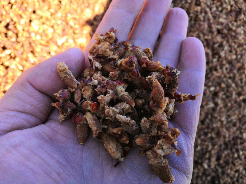 产地厂家直销枣核枣核价格生物提取专用红枣核枣肉核