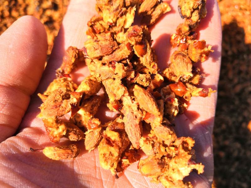 产地厂家直销枣核枣核价格生物提取专用红枣核枣肉核