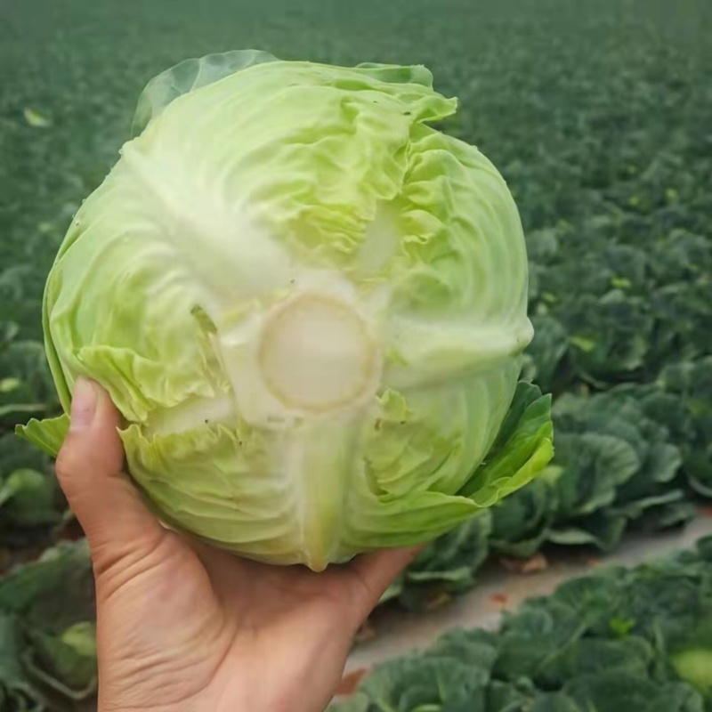 精品包菜精品甘蓝质量保证，个头均匀全国各地发货，欢迎联系