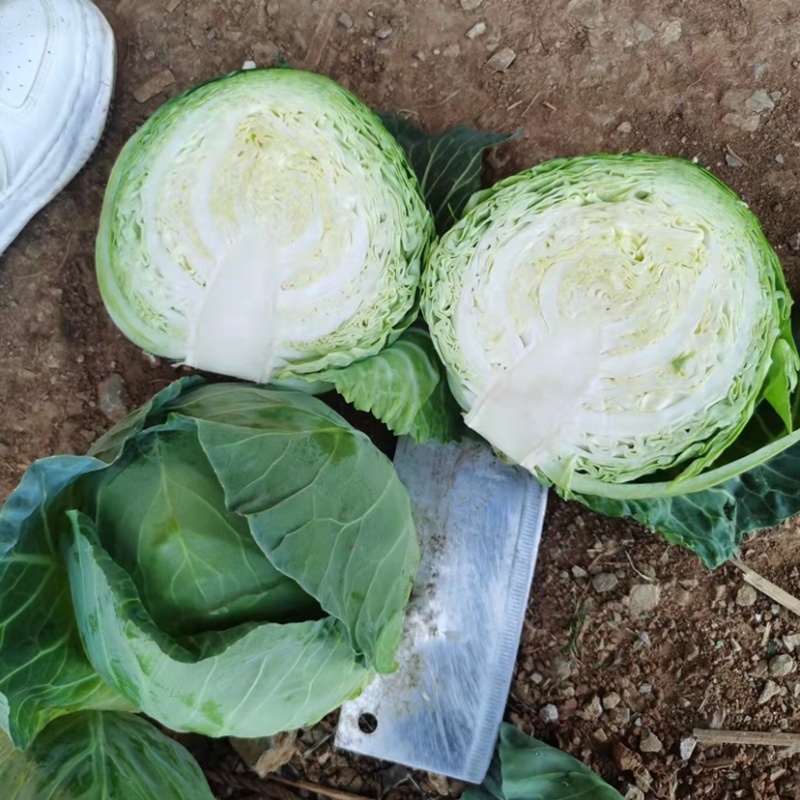 精品包菜精品甘蓝质量保证，个头均匀全国各地发货，欢迎联系