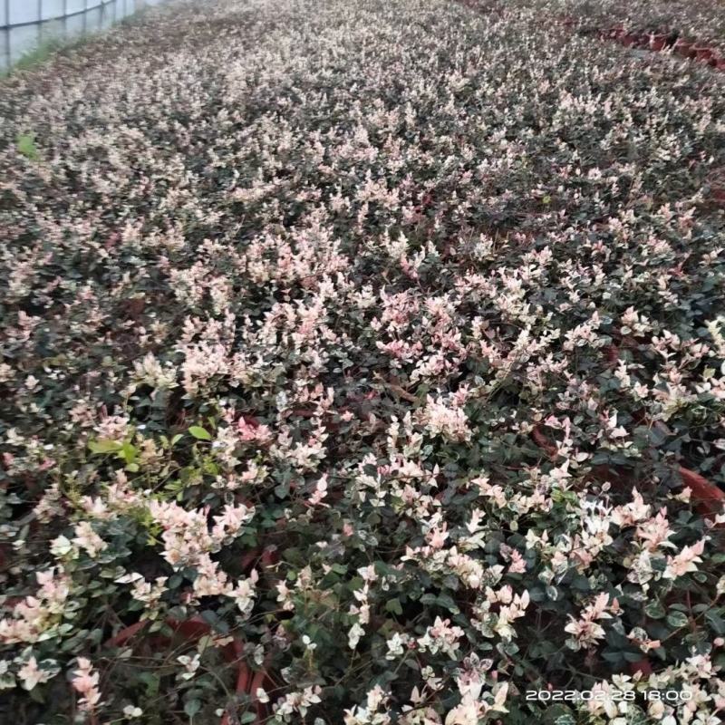 彩叶花叶络石皮实好养活超耐寒耐热产地直供一手货源欢迎采购