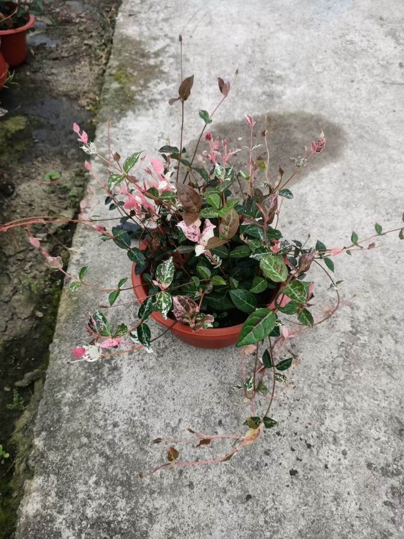 彩叶花叶络石皮实好养活超耐寒耐热产地直供一手货源欢迎采购