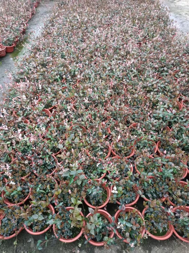 彩叶花叶络石皮实好养活超耐寒耐热产地直供一手货源欢迎采购