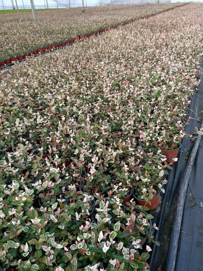 彩叶花叶络石皮实好养活超耐寒耐热产地直供一手货源欢迎采购