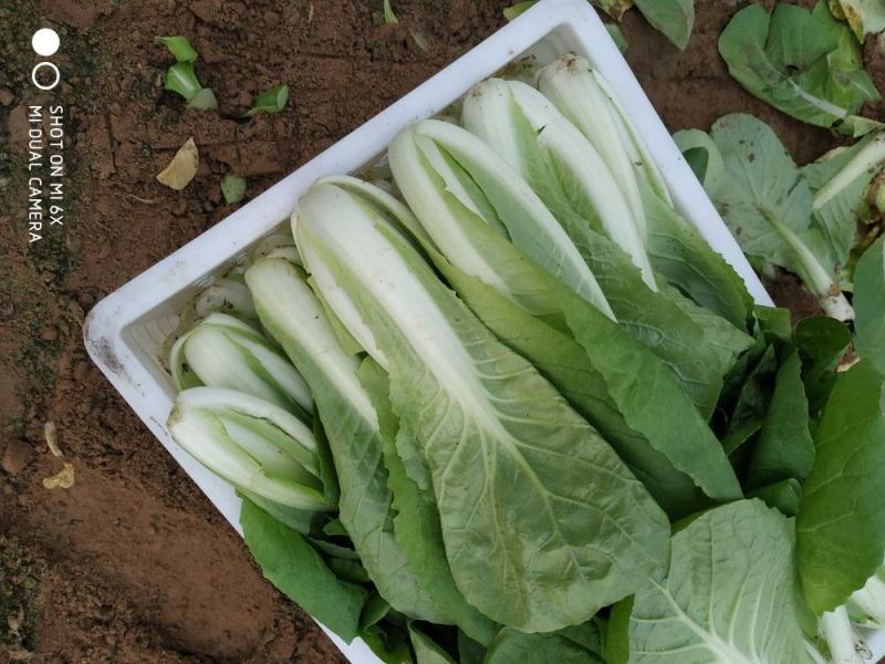 精品快菜大量出售中，产地直销，全国发货，量大从优
