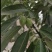 新货大别山野生中药材胡秃子叶蒲颓叶胡颓子叶羊奶果树叶