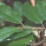 新货大别山野生中药材胡秃子叶蒲颓叶胡颓子叶羊奶果树叶