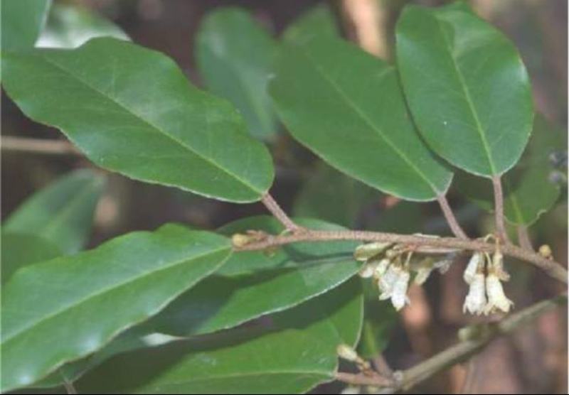 新货大别山野生中药材胡秃子叶蒲颓叶胡颓子叶羊奶果树叶