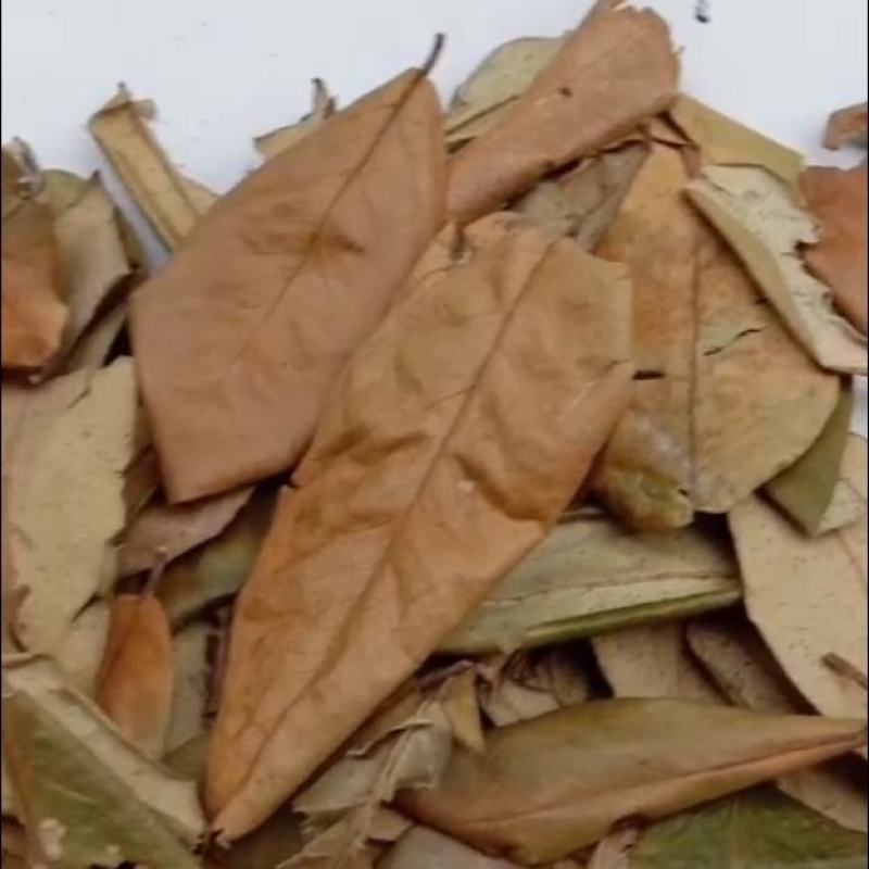 新货大别山野生中药材胡秃子叶蒲颓叶胡颓子叶羊奶果树叶