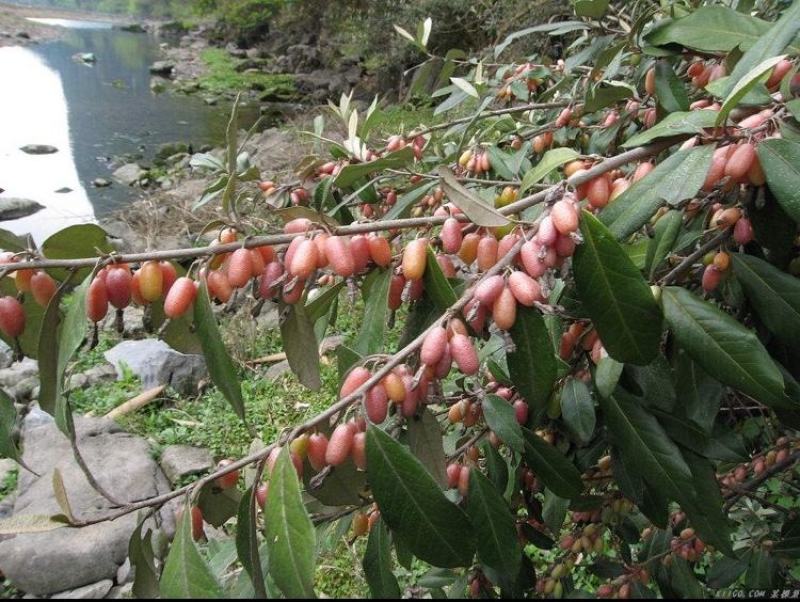 新货大别山野生中药材胡秃子叶蒲颓叶胡颓子叶羊奶果树叶