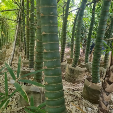 佛肚竹，罗汉竹