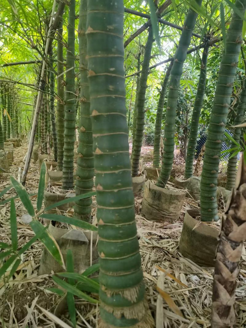 佛肚竹，罗汉竹