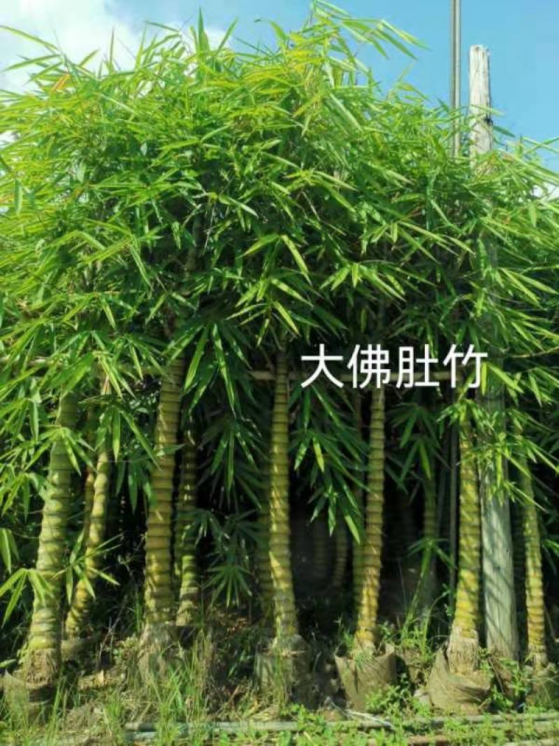 佛肚竹，罗汉竹