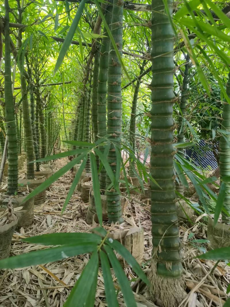 佛肚竹，罗汉竹