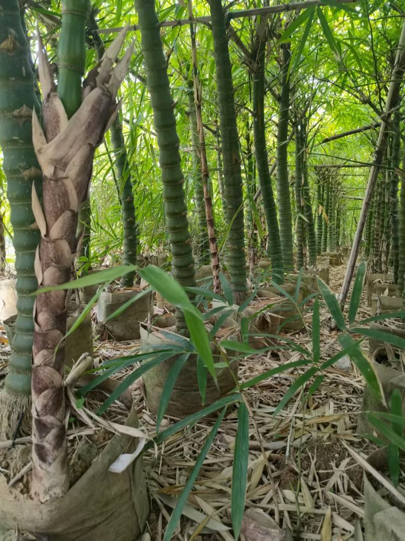 佛肚竹，罗汉竹