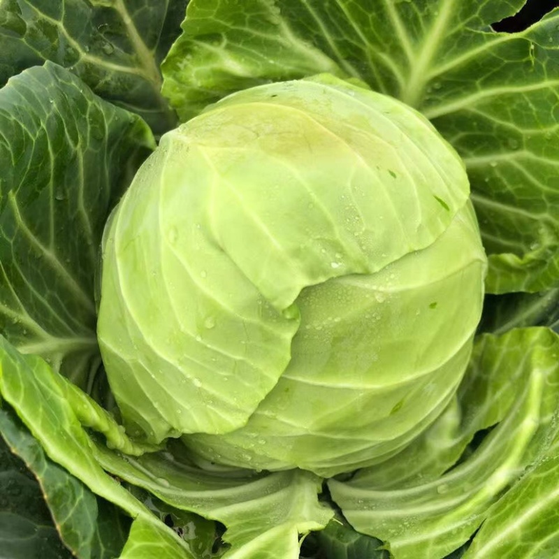 云南圆包菜产地直发质量保证新鲜上市全国发货