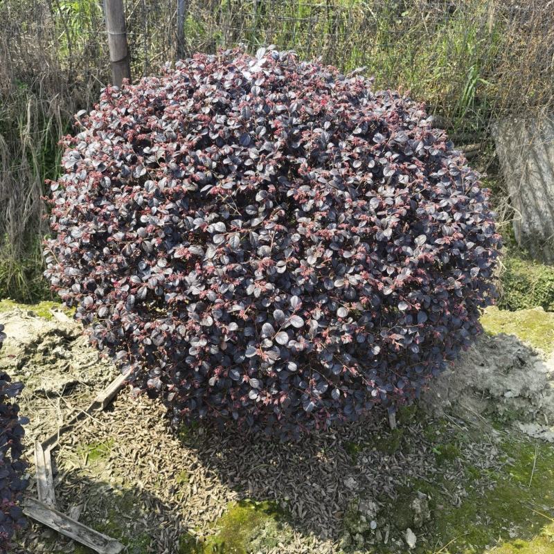 精品红花继木球