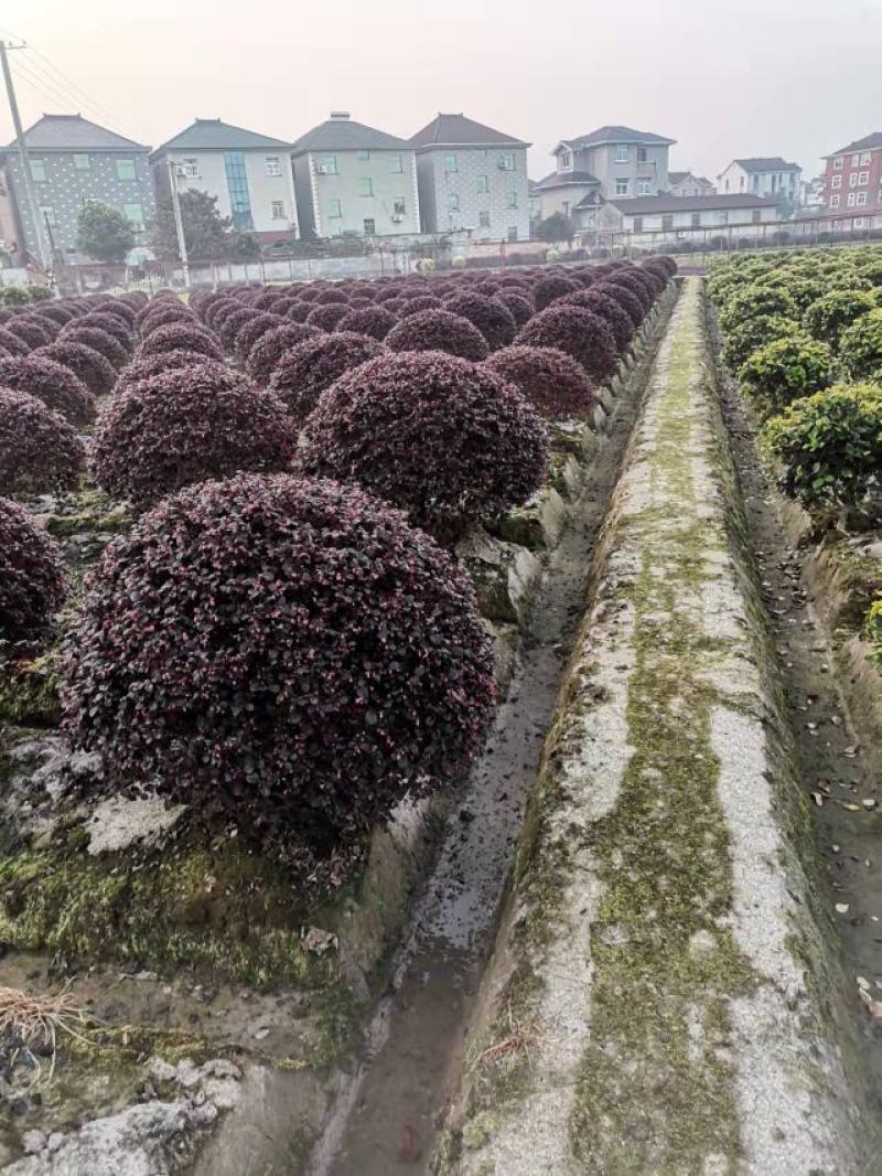 精品红花继木球