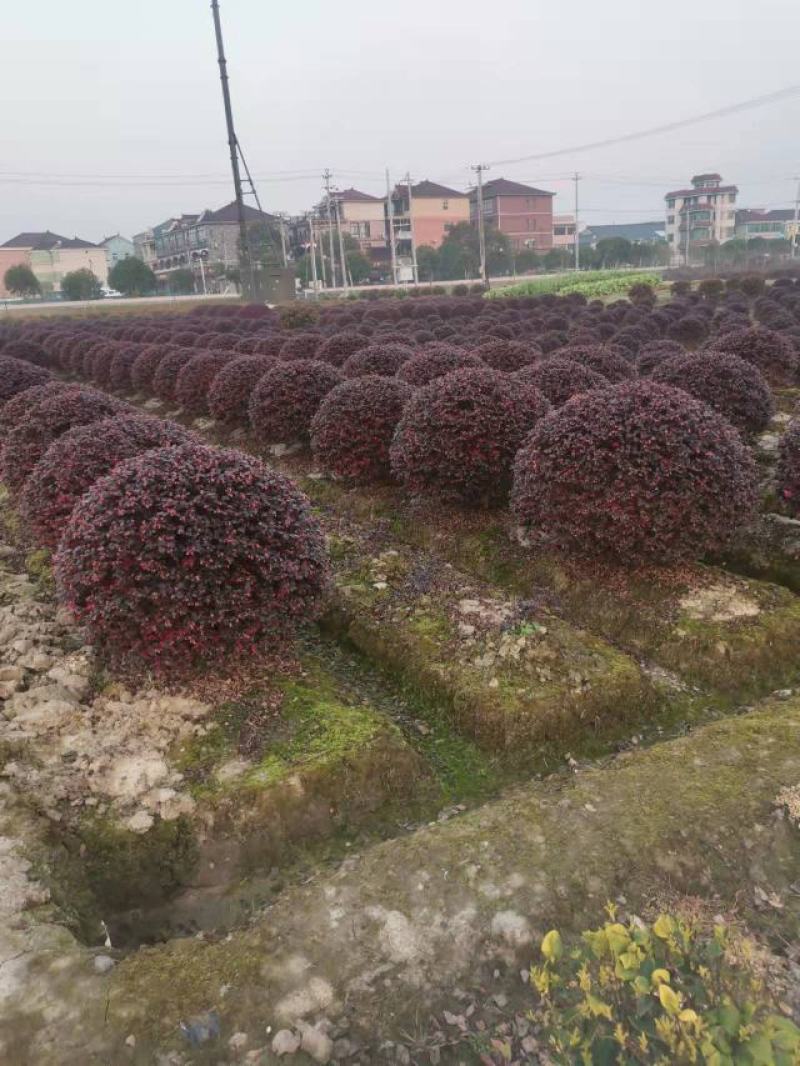 精品红花继木球